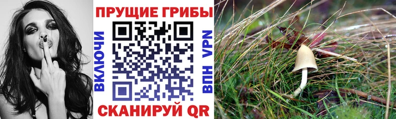 Псилоцибиновые грибы Psilocybine cubensis  Махачкала 